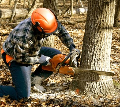 Tree Removal in Upper Tract, WV